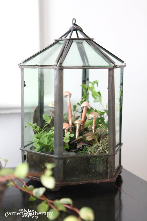 Give a terrarium a makeover every few years to keep it looking beautiful.