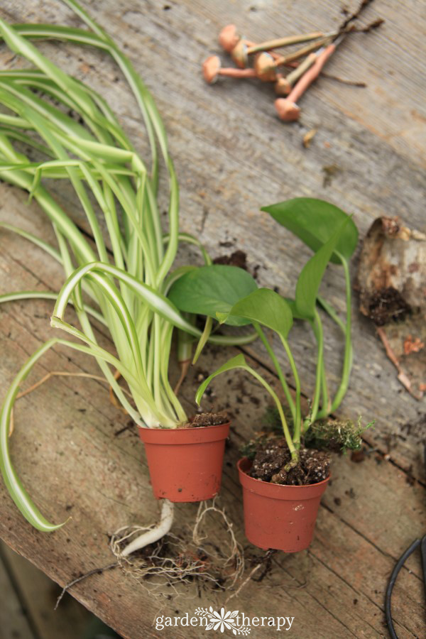 two small dying plants in pots that need some TLC