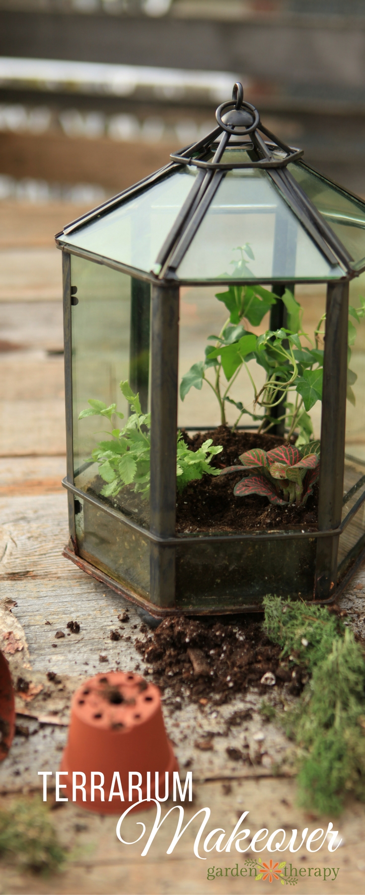 Give a terrarium a makeover every few years to keep it looking beautiful.