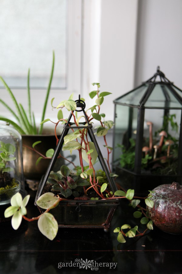 Refresh a terrarium annually to keep it gorgeous and healthy