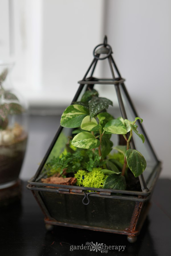 Terrarium refresh