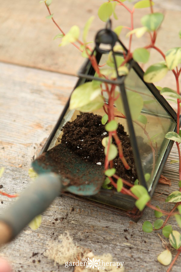 Refresh a terrarium annually to keep it gorgeous and healthy