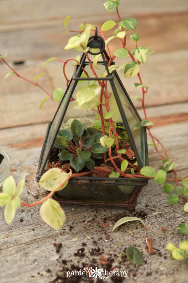 Refresh a terrarium annually to keep it gorgeous and healthy