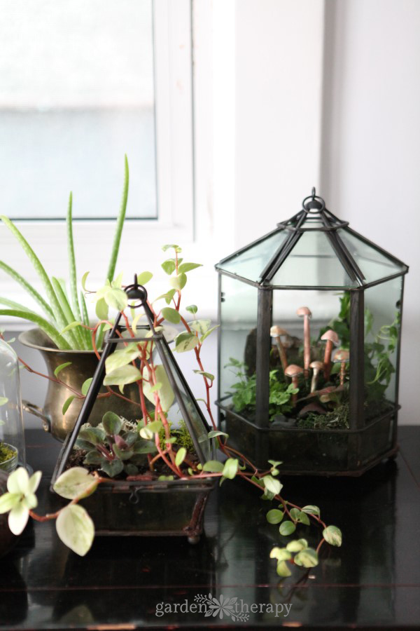 Refresh a terrarium annually to keep it gorgeous and healthy