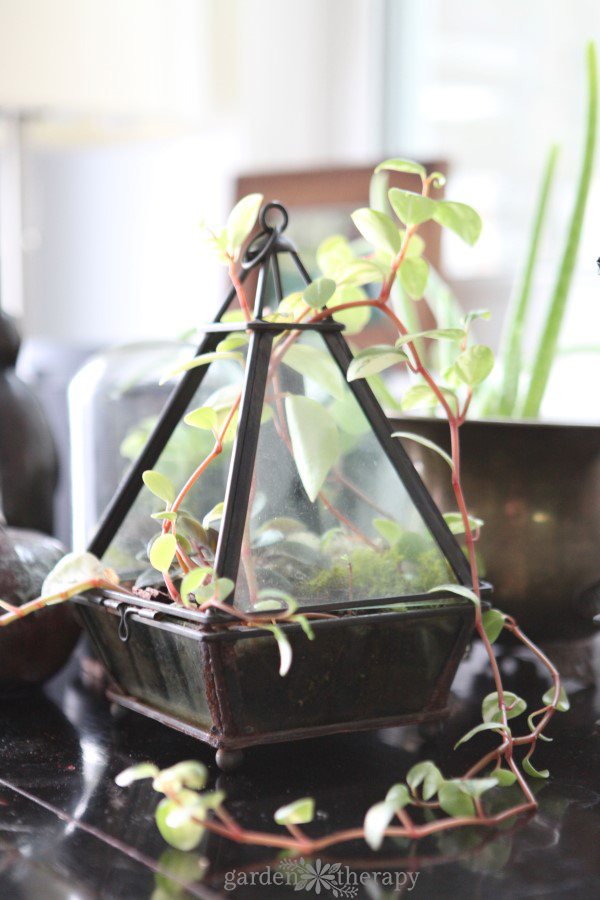 Refresh a terrarium annually to keep it gorgeous and healthy