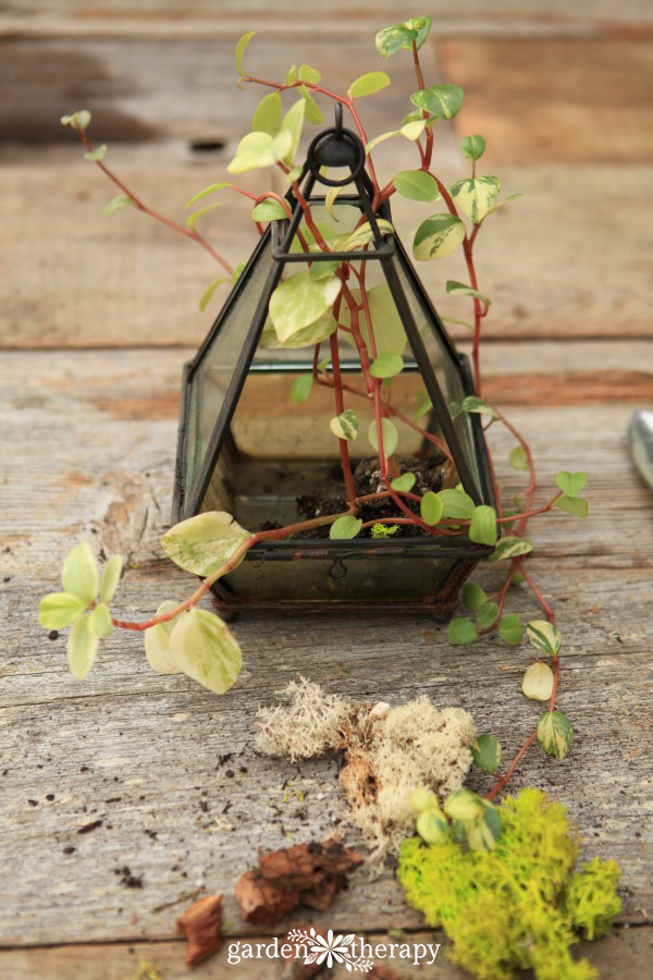 Refresh a terrarium annually to keep it gorgeous and healthy