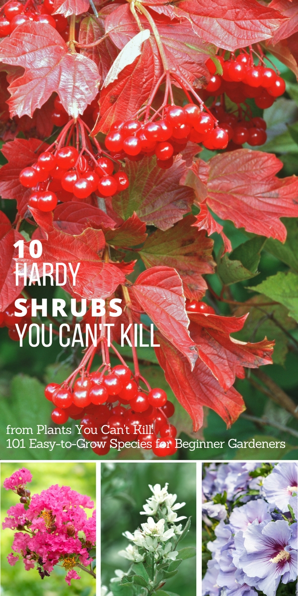 10 hardy shrubs you can't kill