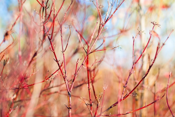 A dogwood bush in late fall with striking red branches. 