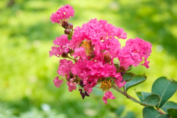 Crape Myrtle (Lagerstroemia indica) blooms in the garden.