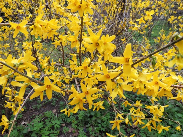 Blooming Forsythia.