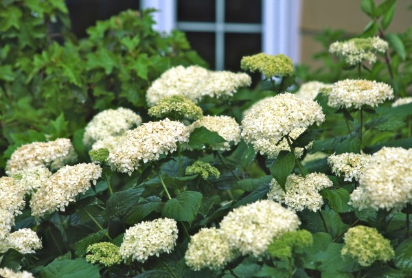 Hydrangea