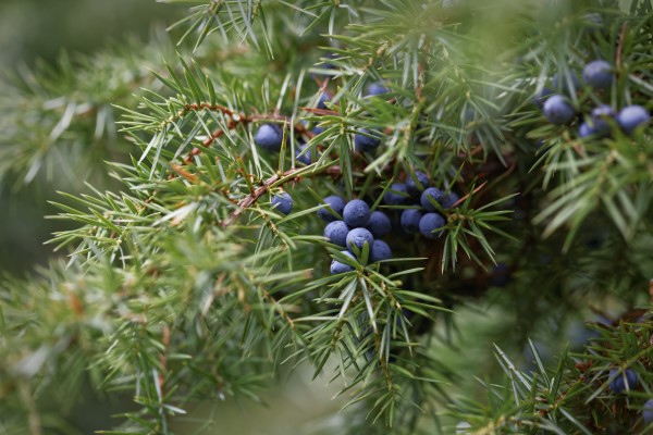 Juniper branch with berries