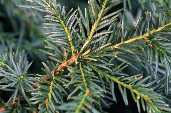 10 Shrubs You Can't Kill: Yew