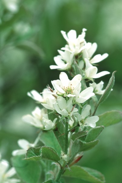 Serviceberry Flowers