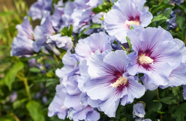 Closeup of a violet blooming Rose of Sharon or Hibiscus shrub with red and white hearts.