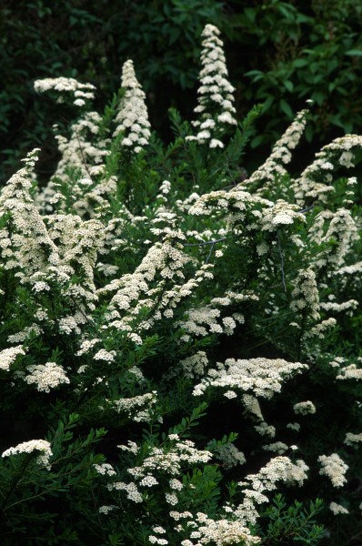 Snowmound Spiraea