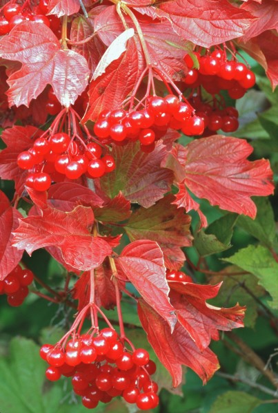 Fruiting Viburnum