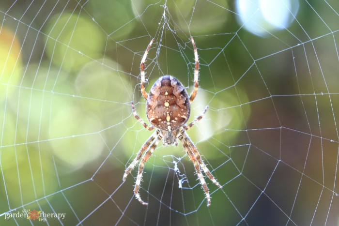 Close up of a garden spider in the center of a web.