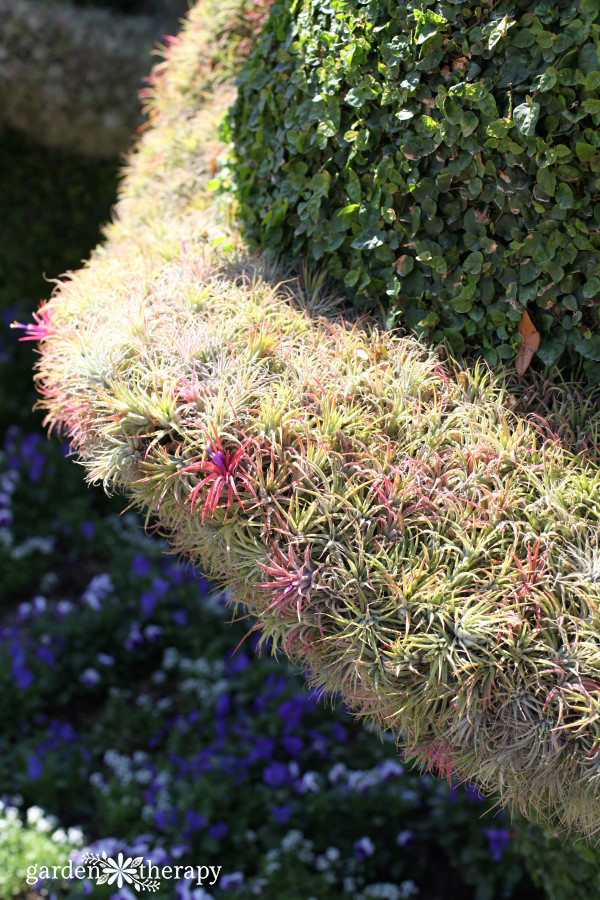 Disney Topiaries Tour Epcot International Flower and Garden Festival