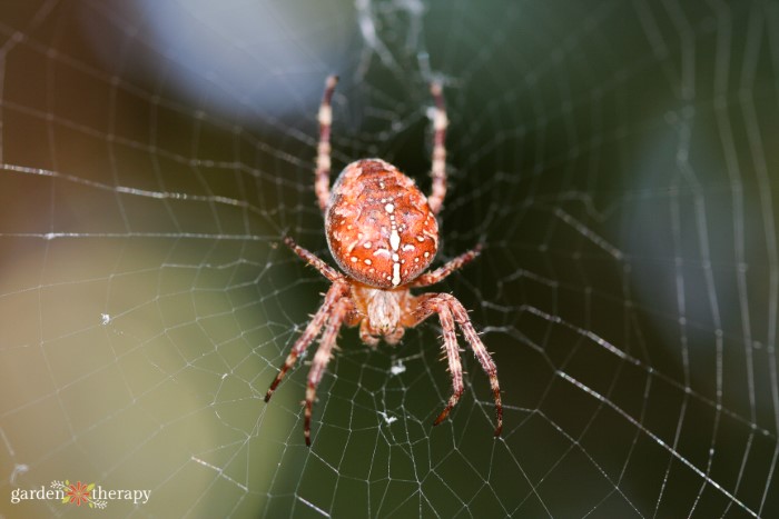 Orb weaver garden spider in the center of its web.