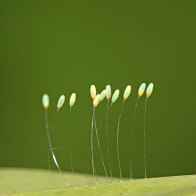 Close up of green lacewing eggs on a leaf