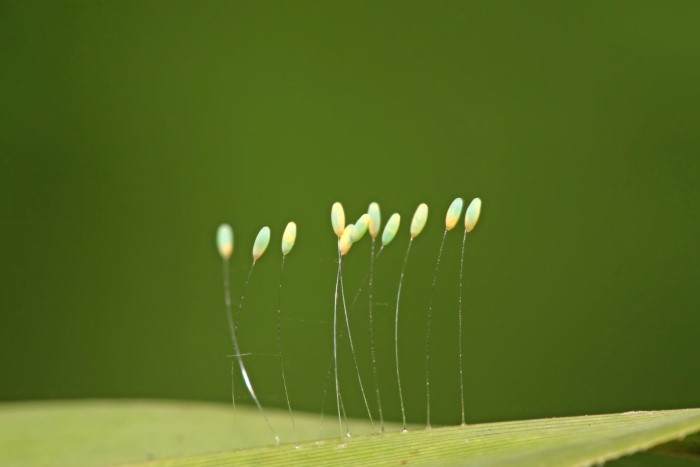 Close up of green lacewing eggs on a leaf