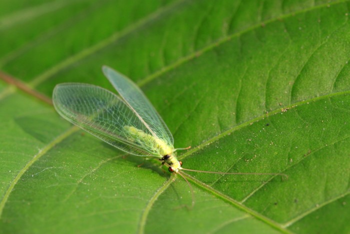 Green lacewing bug, one of several beneficial insects, resting on a green leaf. 