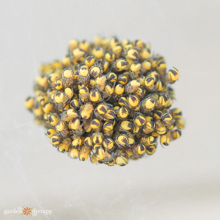 Hatched baby spiders clustered in a ball together