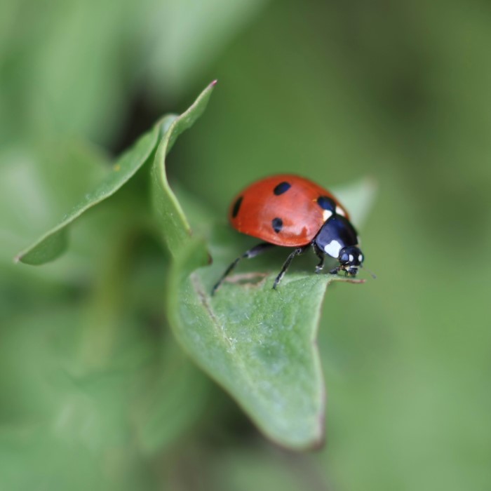 Close up of a ladybug with red exterior and black spots sitting on a leaf.