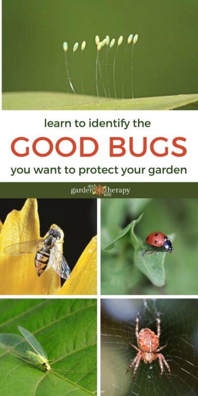 Beneficial Insects: The Good Bugs You Want To Have In Your Garden