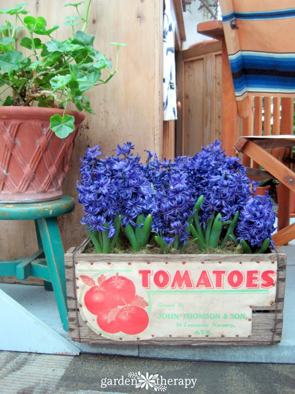 spring bulb planter