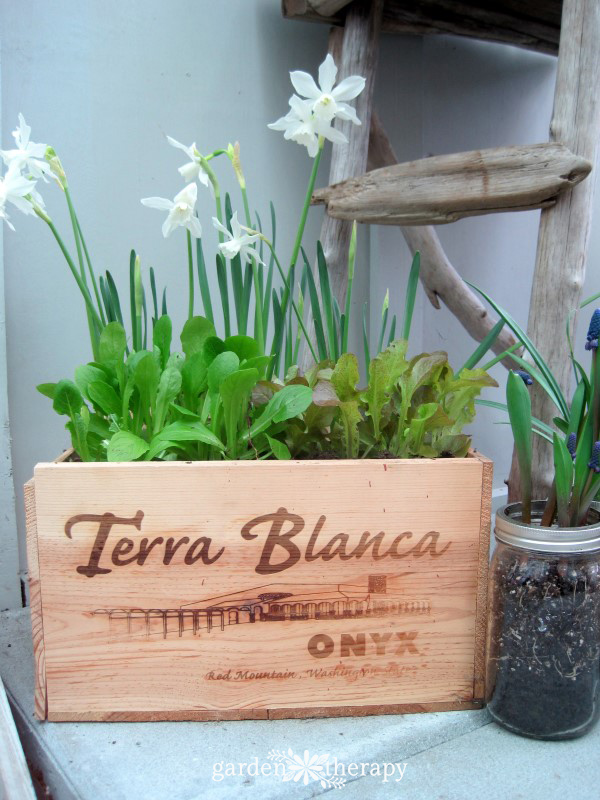 wine box planter