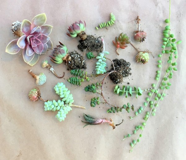 Succulents to plant in a wreath