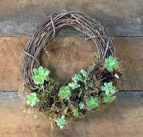 Succulent wreath in need of a refresh.