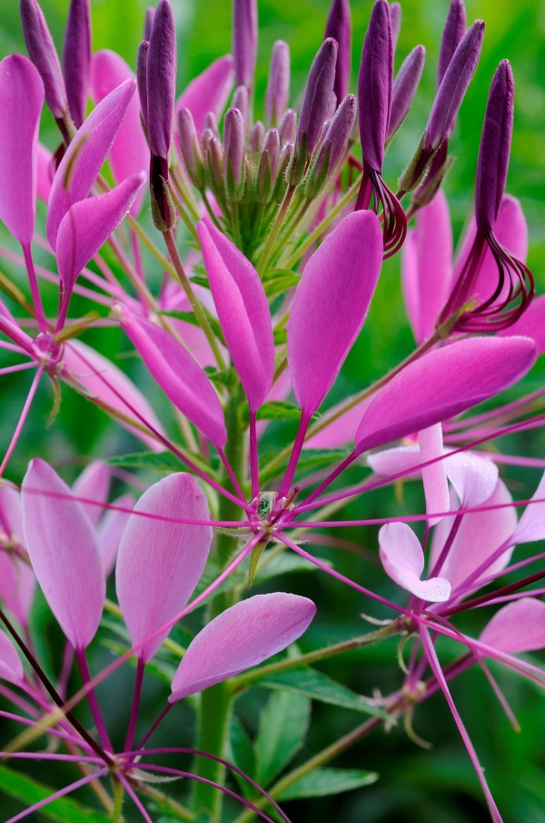 Cleome close up, photographed by Stacy Bass