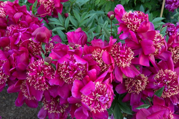 Bold, beautiful peonies, photographed by Stacy Bass