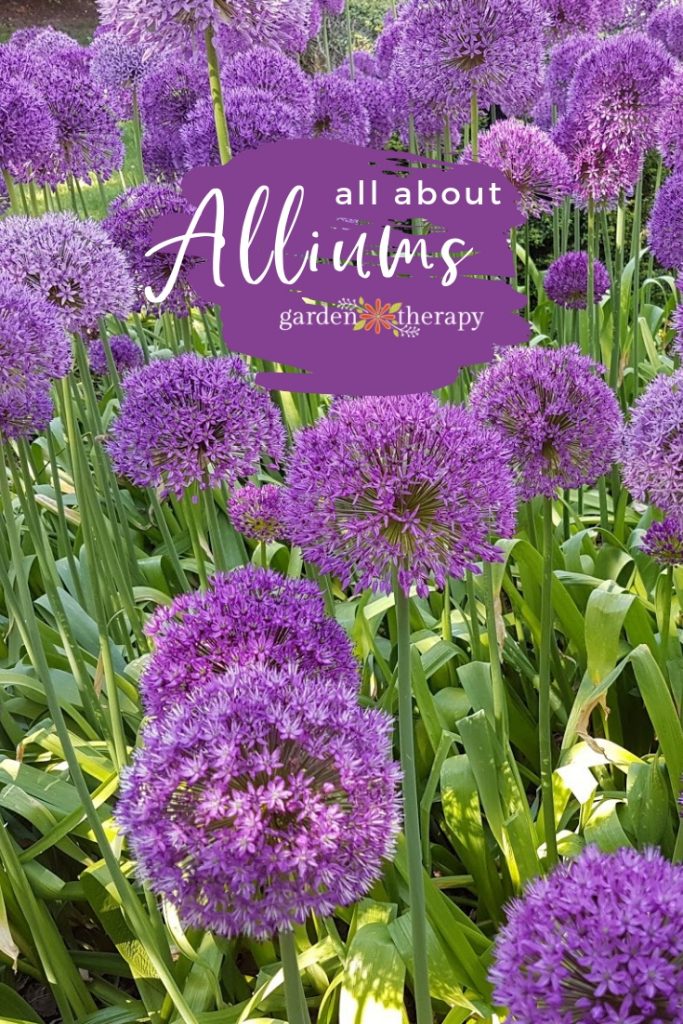 All About Alliums Garden Therapy