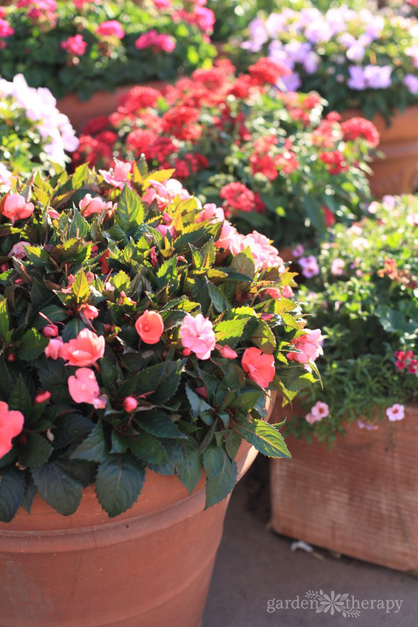 Close up of pink flowers growing inside a pot