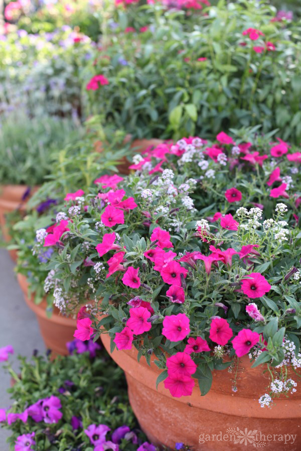 Close up of flowers blooming in a beautiful container garden