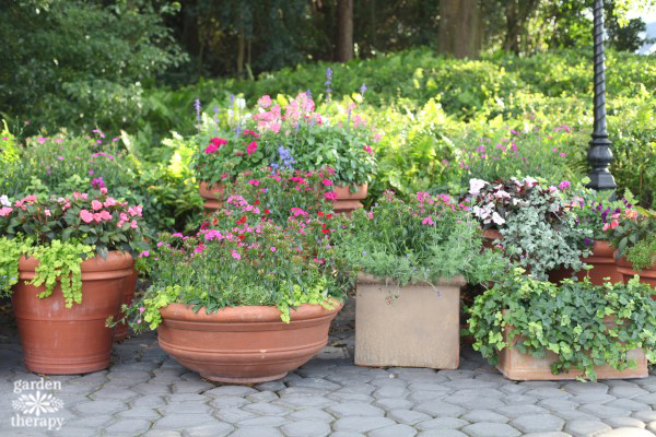 The Secrets to Successful Container Gardening