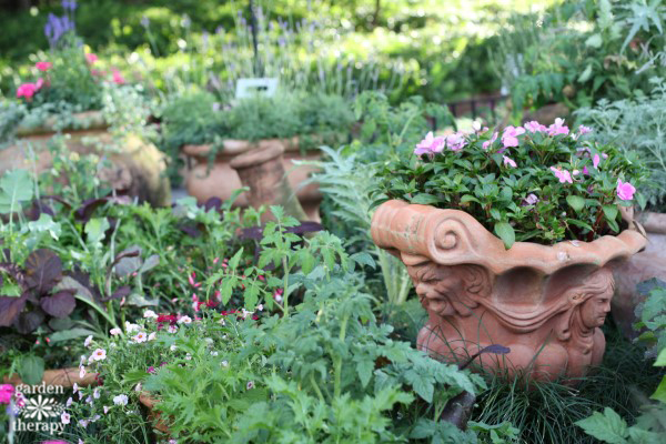 Container garden growing on a paved patio