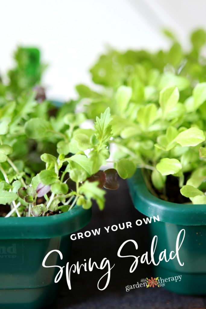 Grow Your Own Spring Salad