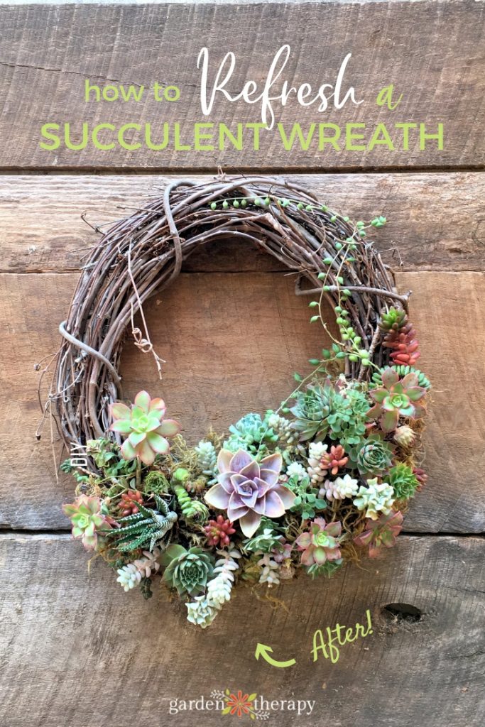 How to refresh a succulent wreath