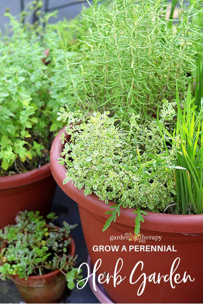 Growing Herbs in Containers