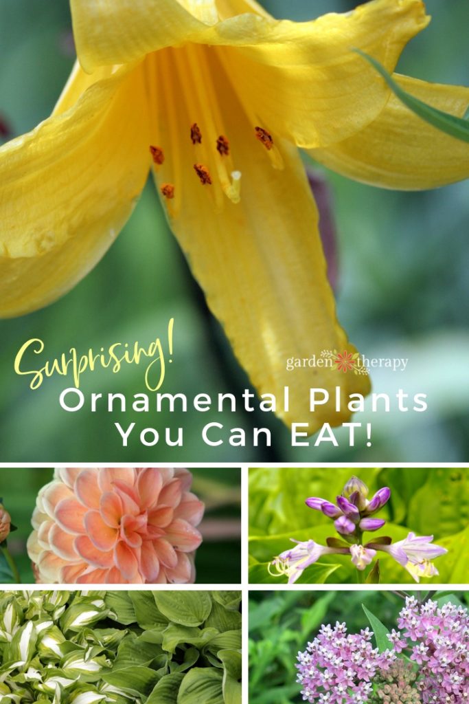 Surprising Ornamental Plants You can Eat