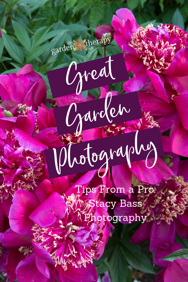 How to Take Great Garden Photography Tips from a Pro Stacy Bass Photography and gorgeous fuchsia peonies