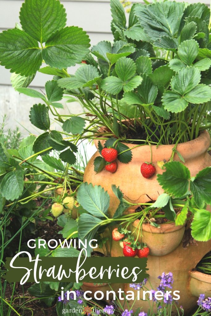 Growing Strawberries in Containers