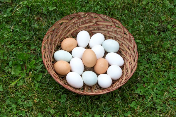 Various egg color from backyard hens