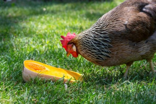 feeding-hens-with-kitchen-scraps-garden-therapy