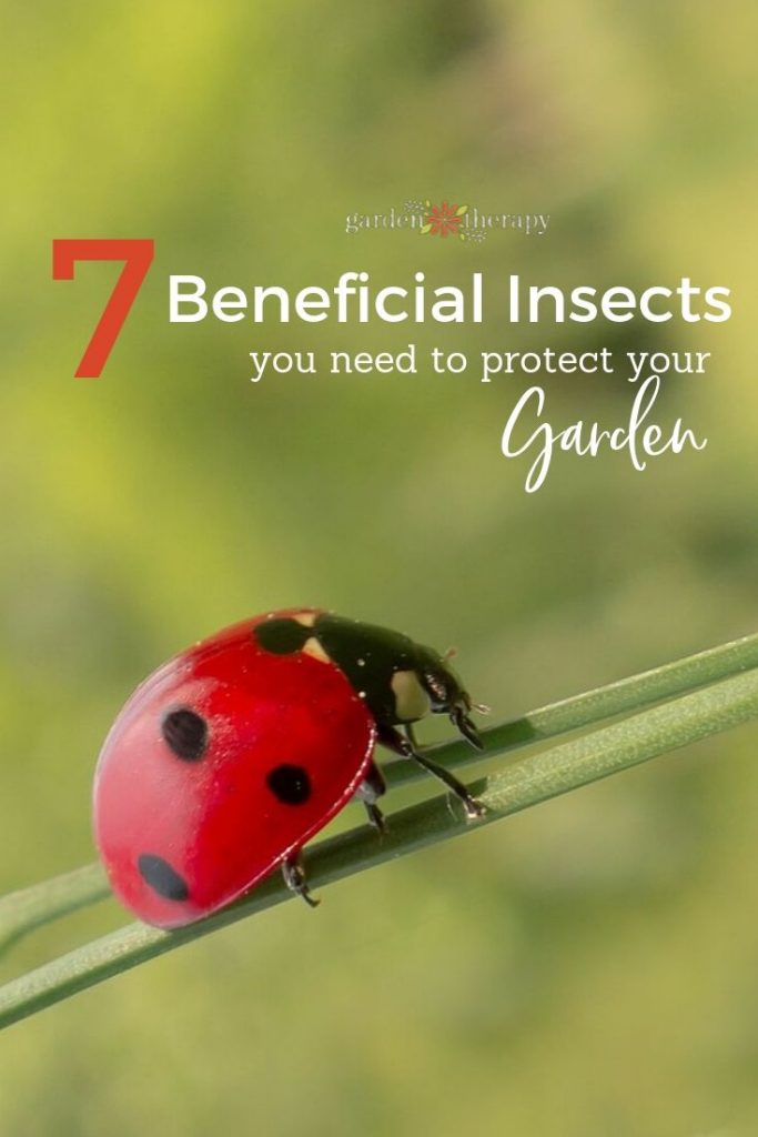 The Beneficial Insect Super 7: Important Natural Garden Protection